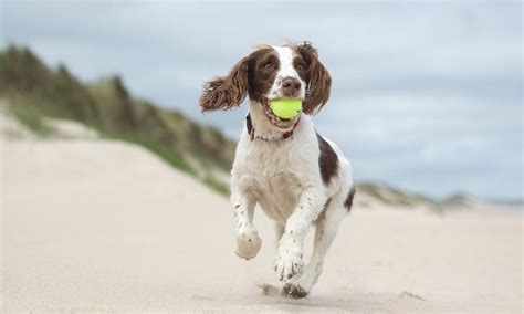 Fun in the Sun: Top 10 Dog-Friendly Beaches in America