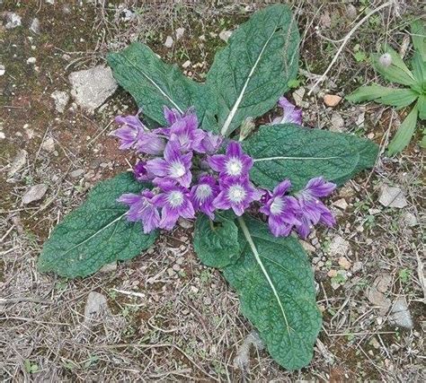 Pacific Bulb Society | Mandragora