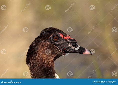 Male Muscovy Duck Standing On Lake Shoreline Stock Photo