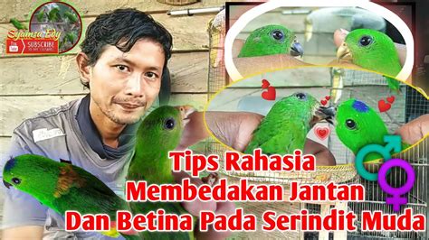 Tips Unik Membedakan Burung Serindit Jantan Dan Betina Yg Masih Muda