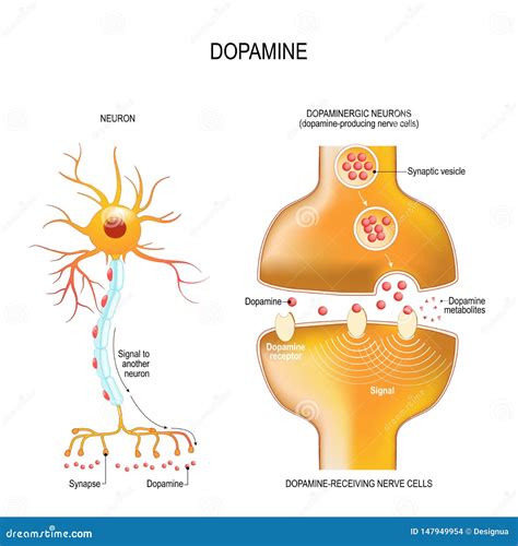 Dopamine. Closeup Presynaptic Axon Terminal, Synaptic Cleft, and Dopamine-receiving Nerve and ...