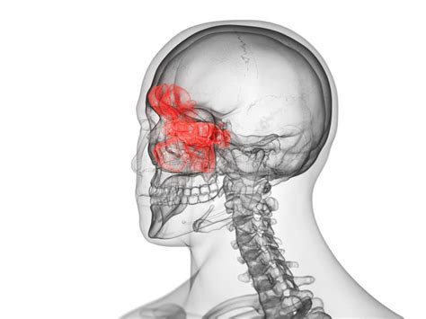 The Sphenoid Sinus Stock Illustration Illustration Of Biology 57843069