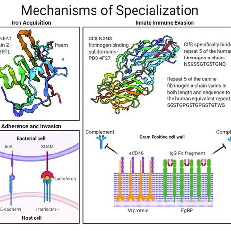 Mechanisms Of Host And Niche Specialization By Gram Positive Surface