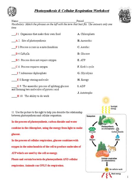 Photosynthesis And Cellular Respiration Worksheet Laney Lee