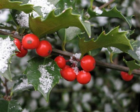 Декоративные кустарники для дачи: виды и посадка