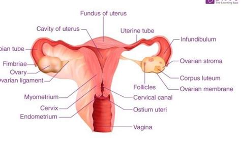 Ampulla Of Fallopian Tube Brainly In