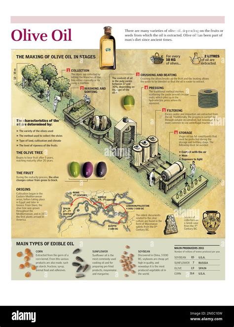 Infographie D Crivant Le Processus De Fabrication De L Huile D Olive