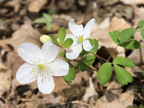 Wisconsin Wildflower | False Rue Anemone | Enemion biternatum |Spring