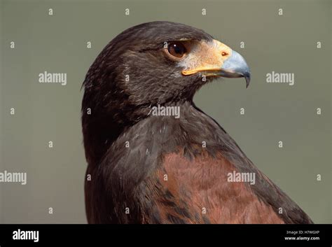 Harris Hawk Parabuteo Unicinctus Portrait In Desert Spring Arizona