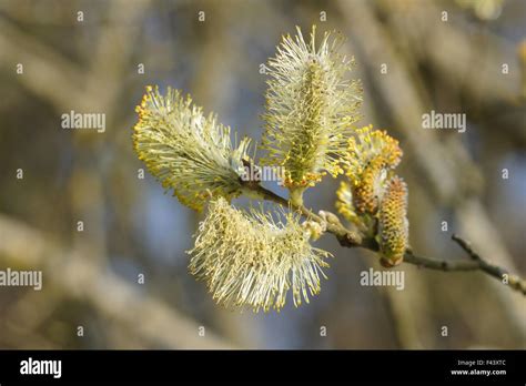 Grey willow hi-res stock photography and images - Alamy