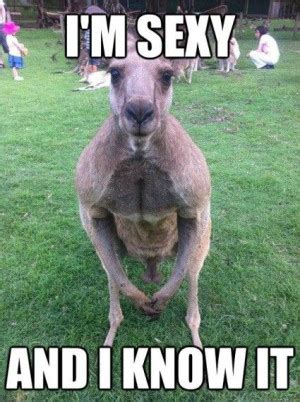 Kangaroo Quotes. QuotesGram