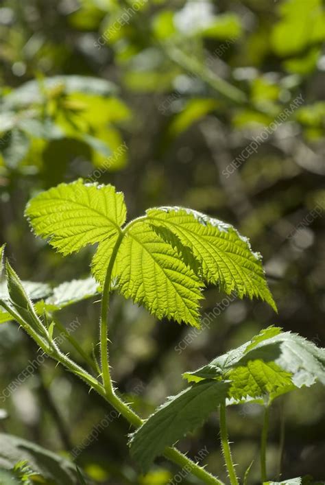 Bramble leaves - Stock Image - C025/8379 - Science Photo Library