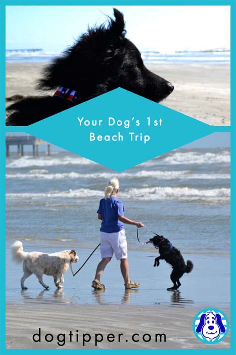 Dog Friendly Beaches: Tips for a Successful 1st Trip