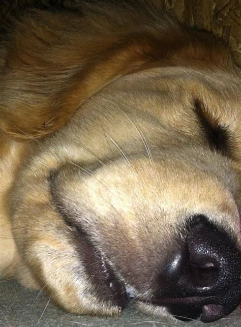 Ray Charles The Golden Retriever Adorable Facebook Via Ray