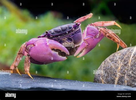 Lila Spider Crab Neosarmatium Purple Form Purple Stock Photo Alamy