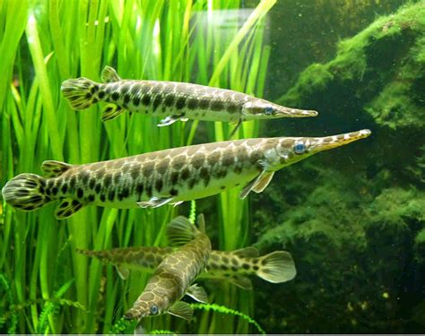 alligator gar wallpapers wallpaper cave