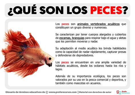 Qu Son Los Peces Definici N De Peces