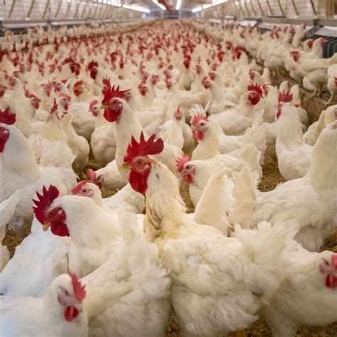 Top 10 Famous Poultry Farms In Ghana 2024