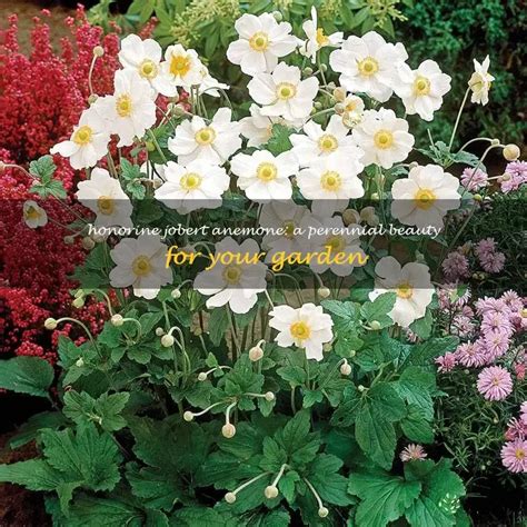 Honorine Jobert Anemone A Perennial Beauty For Your Garden Shuncy