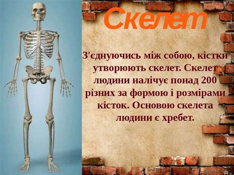 скелет - презентація з природознавства
