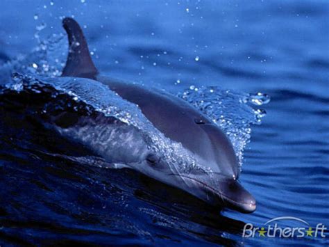 🔥 [50+] Dolphin Wallpapers Windows 10 | WallpaperSafari