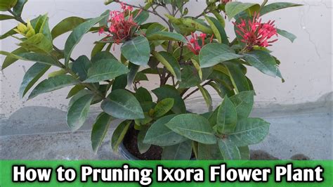 How To Pruning Ixora Flower Plant Best Way To Pruning Ixora Flower