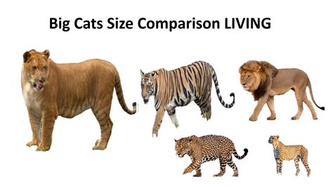 Big Cats Size Comparison Living Youtube