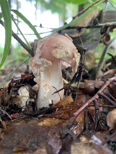 Perlpilz Perlpilz Amanita Rubescens C Elke Sinaga Naturgucker