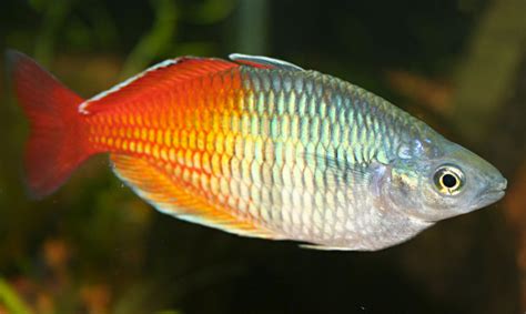 Harlekin Regenbogenfisch Melanotaenia Boesemani