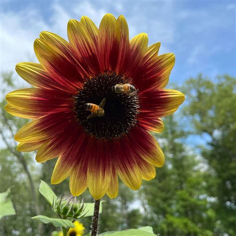 The Power of Bumblebees | Willowsford Conservancy & Farm