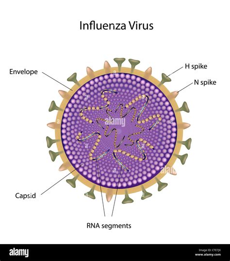 Influenza Virus Vogel Grippe Und Schweinegrippe Stockfotografie Alamy