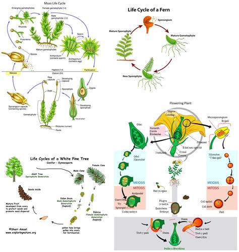 Draw The Life Cycles Of Moss Fern Pine Tree And Flowering Plant