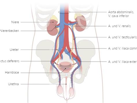 Urogenitalsystem Harnsystem Flashcards Quizlet