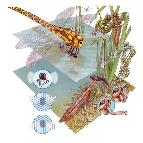 Bill Donohoe Illustrator Dragonfly Lifecycle