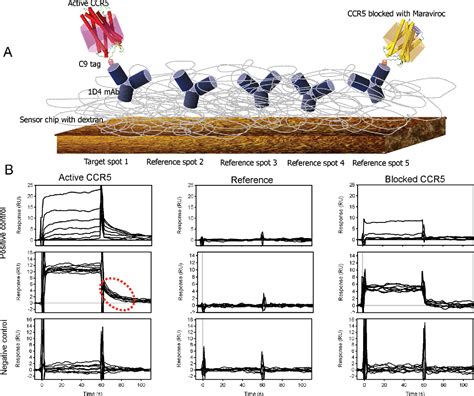 Figure 1 from Screening for GPCR Ligands Using Surface Plasmon ...