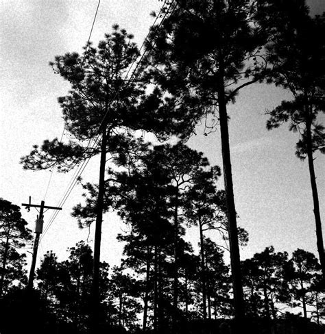 Utility Pole Structures Places Plants