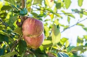 The Best Fungicide for Fruit Trees | Gardening Adviser