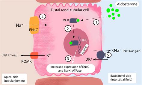 Aldosterone Escape Mechanism My Endo Consult