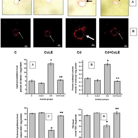 Figure Shows Possible Mechanism Of Protection By Curry Leaf Aqueous