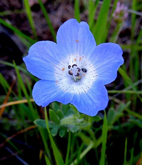 Baby Blue Eyes Nemophila Menziesii Var Menziesii