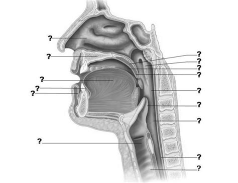 Sagittal Section 1 Diagram Quizlet