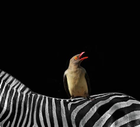 Zebra And Oxpecker Photograph by Art Spectrum