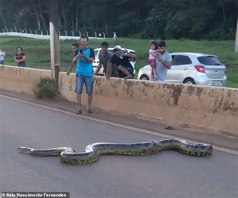 Motorists In Brazil Help Enormous Anaconda Cross Busy Highway News