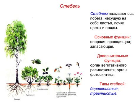 Побег. Особенности внешнего строения побега - презентация онлайн