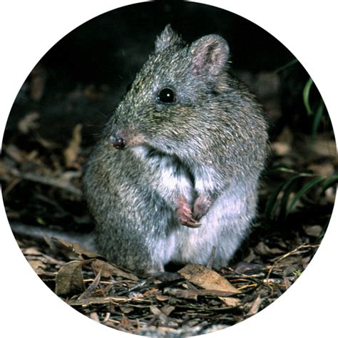 Gilbert's Potoroo Action Group | Homepage