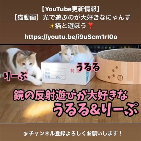 【youtube更新情報】猫と遊ぼう ️光で遊ぶのが大好きなにゃんず The Sound Bee Hd You Official