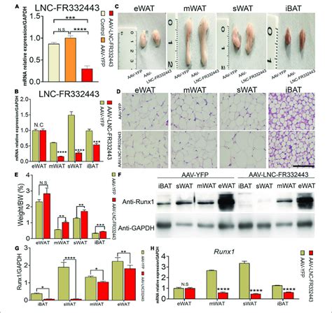 Morphological And Functional Changes In Mouse Adipose Tissue With