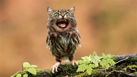 15 Owls With Cat Faces Because Who Knows Why Owl Cat Cats Owl