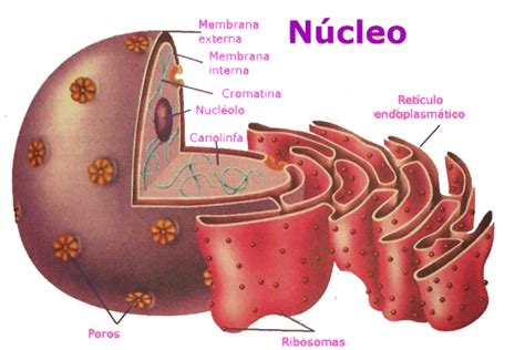 Funciones Del Núcleo Celular