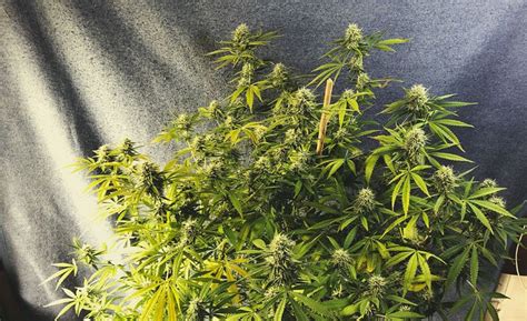 Top 10 Hybrid Strains Rqs Blog